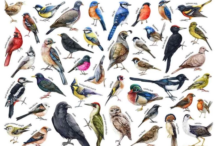 how to identify birds how to identify birds