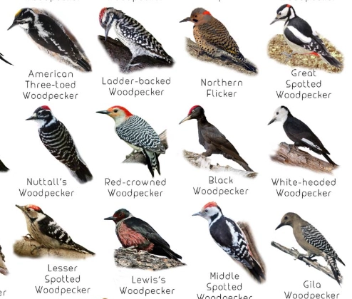 common bird species common bird species
