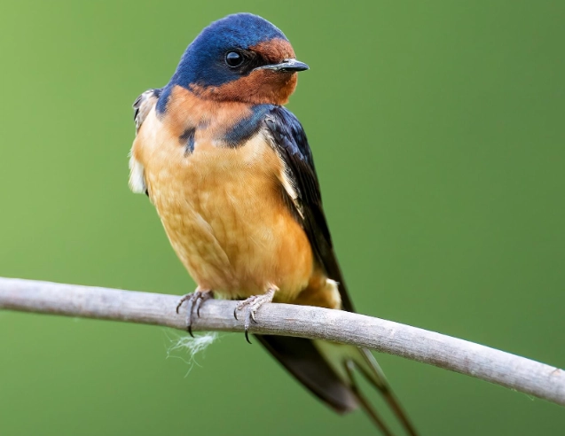 barn swallow nest
