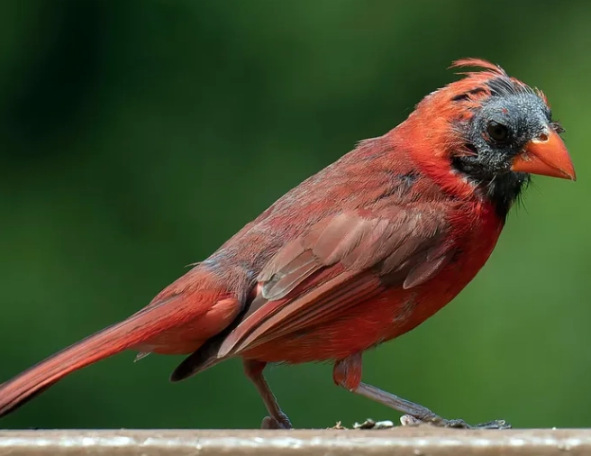 molt limits bird identification molt limits bird identification