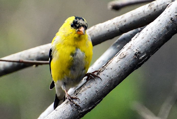 bird molt cycles bird molt cycles