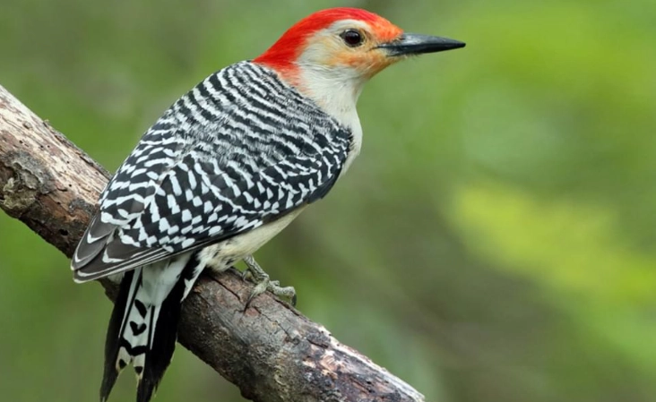 red bellied woodpecker call