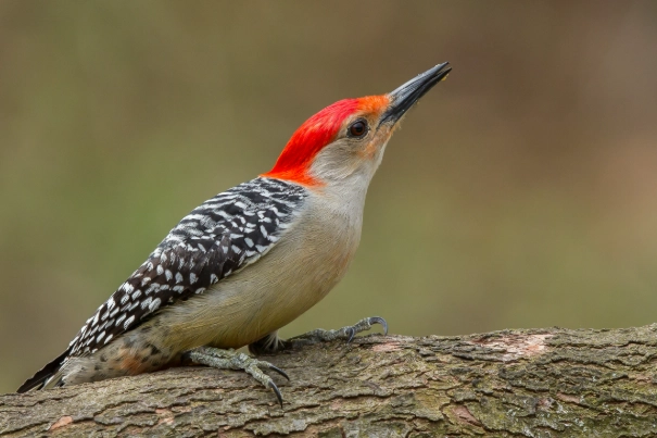 red bellied woodpecker vs red headed