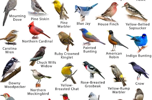 common bird species common bird species