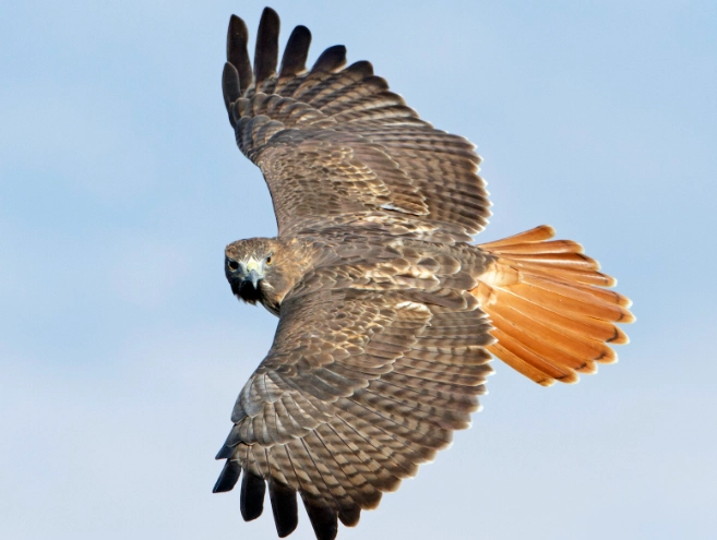 red tailed hawk facts