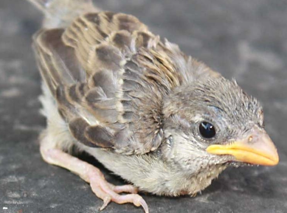 determine bird gender