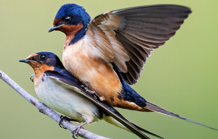 attract barn swallows