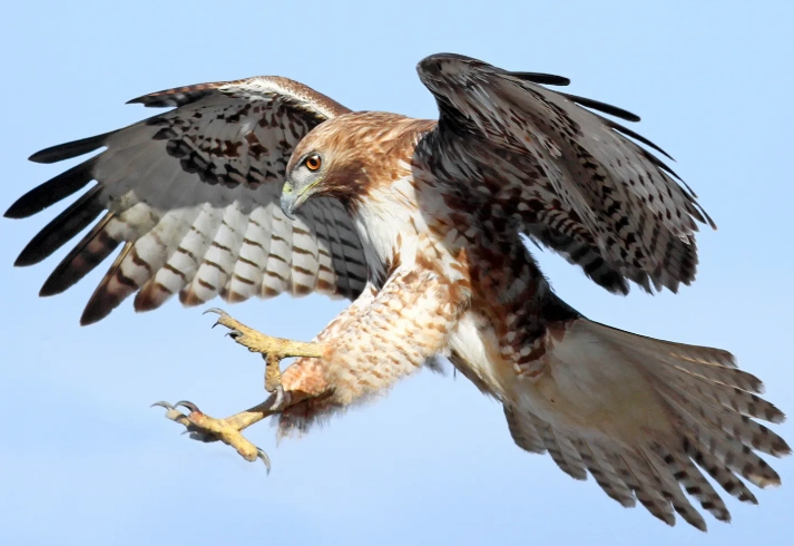 red tailed hawk behavior