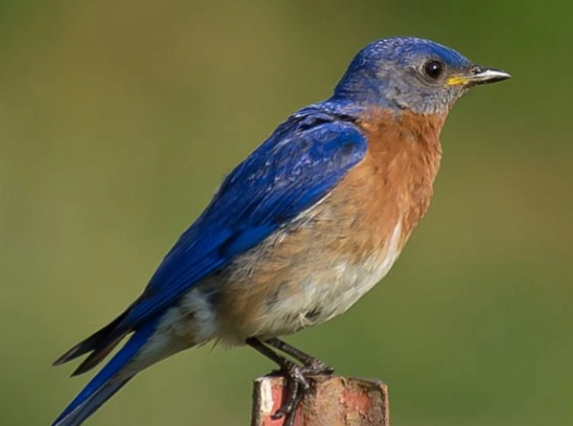 eastern bluebird diet eastern bluebird diet