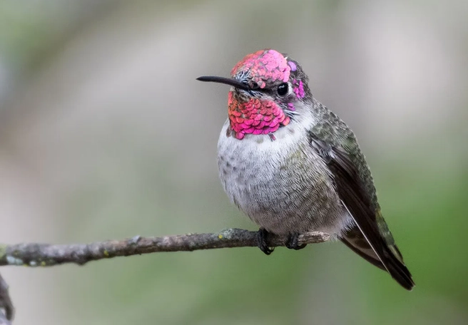 how to tell bird age by feathers how to tell bird age by feathers