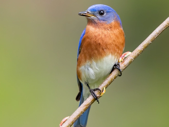 how to attract eastern bluebirds how to attract eastern bluebirds