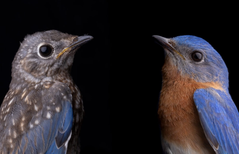 how to tell bird age by feathers how to tell bird age by feathers