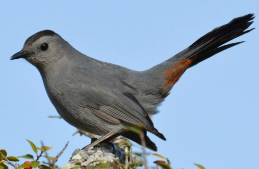 gray catbird identification