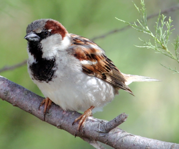 attract sparrows to yard