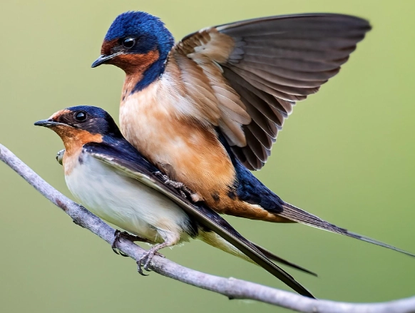 swallow bird identification