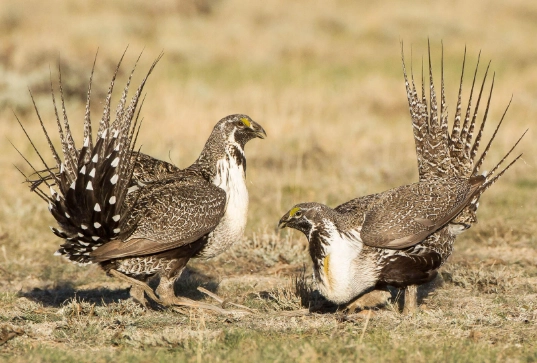 greater sage grouse viewing