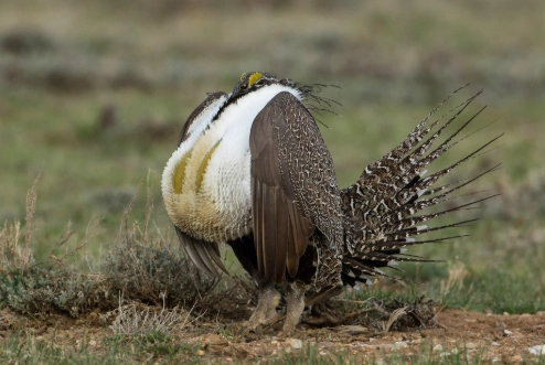 sage grouse lek