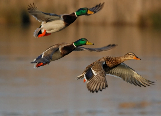 where to see mallard ducks where to see mallard ducks