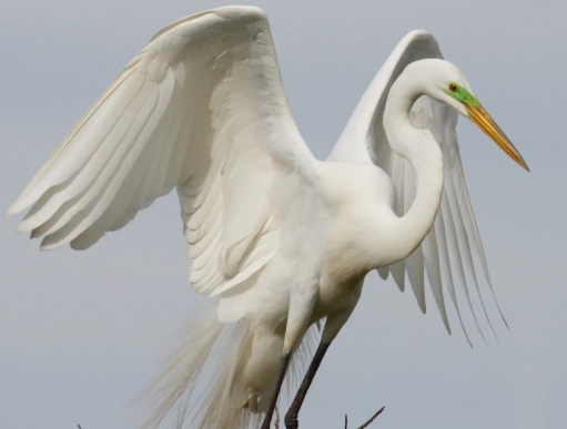 egret identification