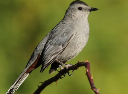 gray catbird identification