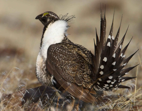 birdwatching greater sage grouse