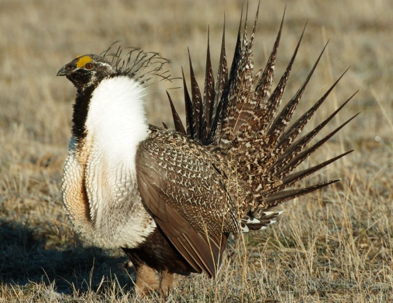 birdwatching greater sage grouse