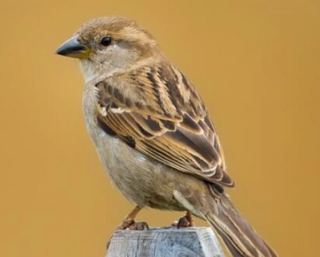 sparrow identification