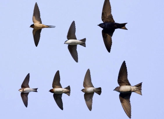 how to attract swallows