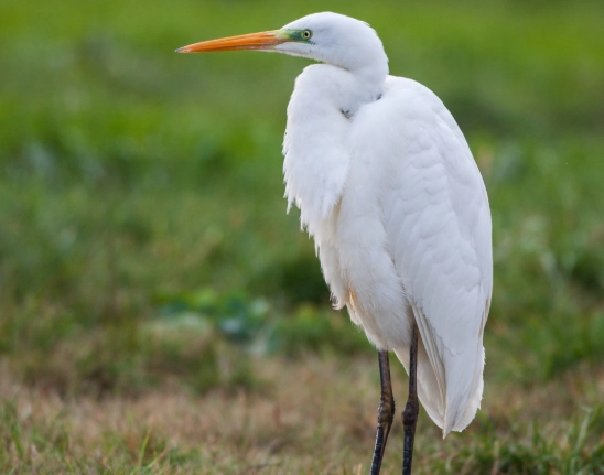 egret photography