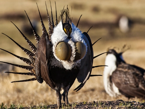 greater sage grouse viewing