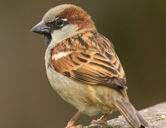 attract sparrows to yard