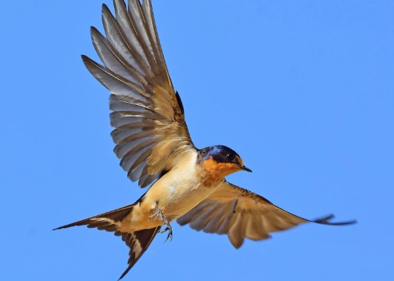 how to attract swallows