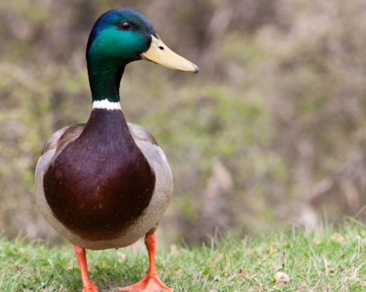 where to see mallard ducks where to see mallard ducks