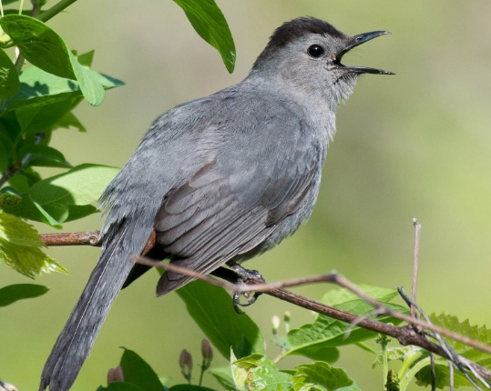 attract gray catbirds