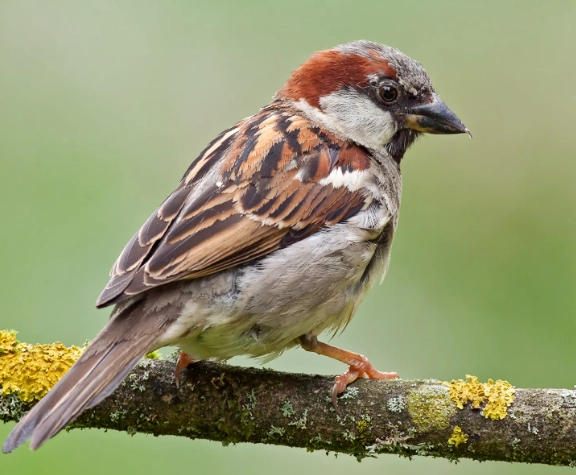 sparrow behavior