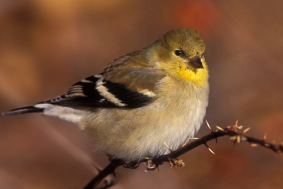 american goldfinch facts
