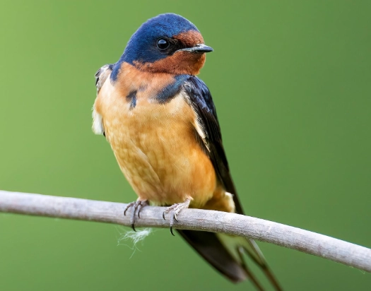 swallow migration patterns