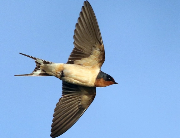 swallow migration patterns