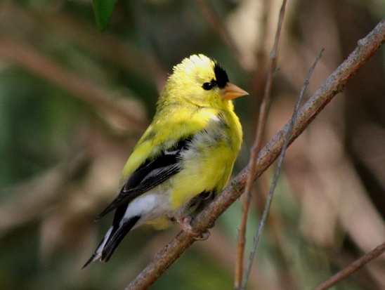 american goldfinch identification