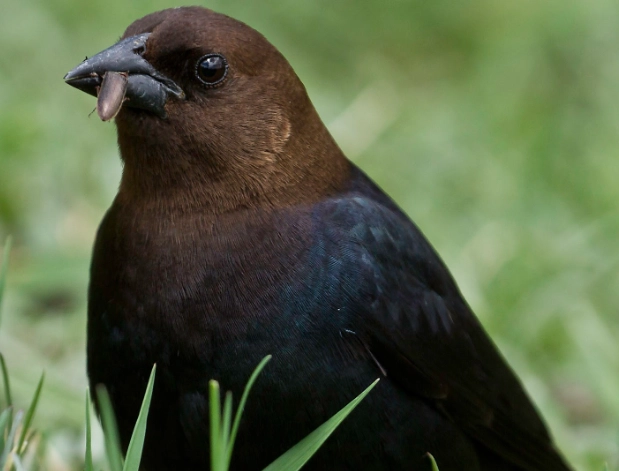 brood parasite birds