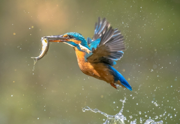 kingfisher photography tips