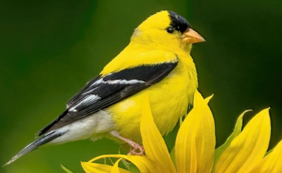 goldfinch identification goldfinch identification