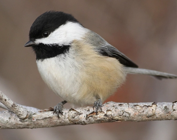 how to attract chickadees