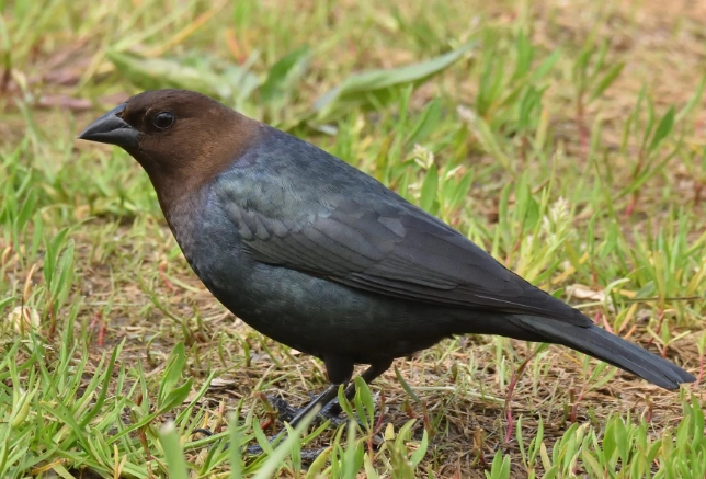 brown headed cowbird eggs