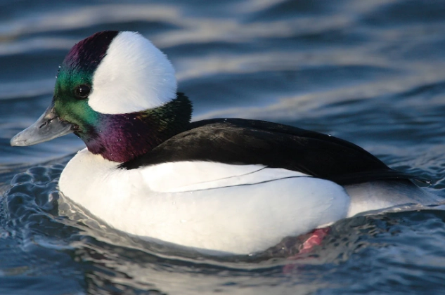 bufflehead identification bufflehead identification