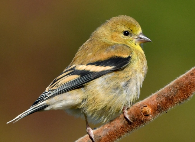 what to feed goldfinches what to feed goldfinches