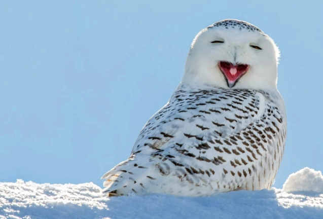 where to see snowy owls where to see snowy owls