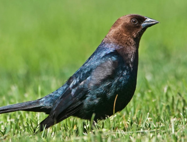 brown headed cowbird identification