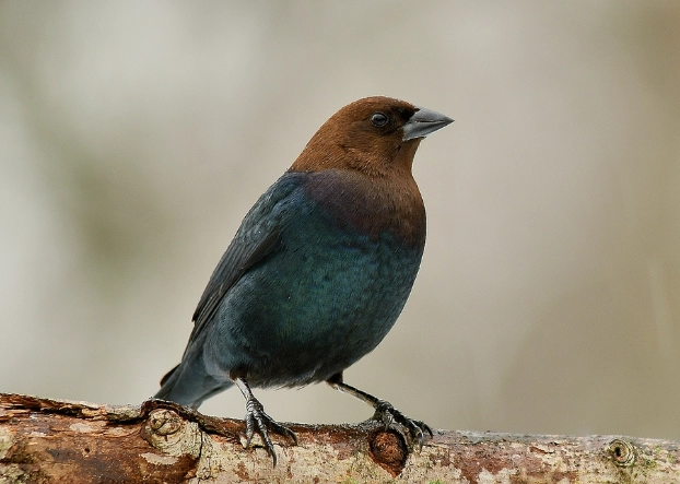 brood parasite birds