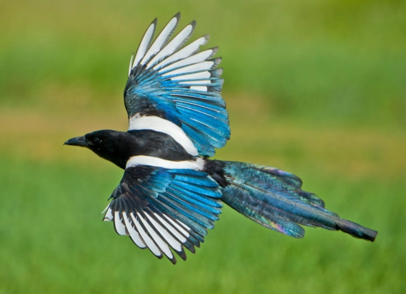 magpie bird identification